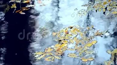落叶在水面上。